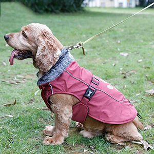 articles pour animaux de compagnie-9a10a25 articles pour animaux de compagnie-9a10a25