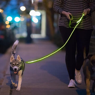 dog leashes led