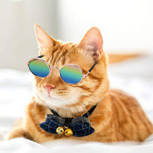 pet sunglasses 1