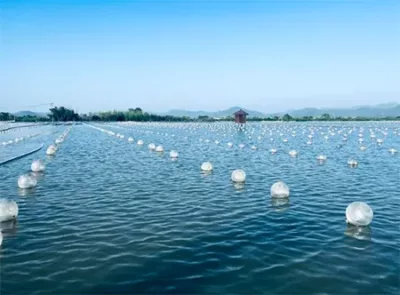 A pearl oyster farming base in Shanxiahu Town