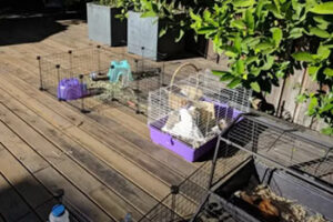 Bella's guinea pig cage in backyard