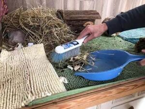 cleaning a guinea pig cage