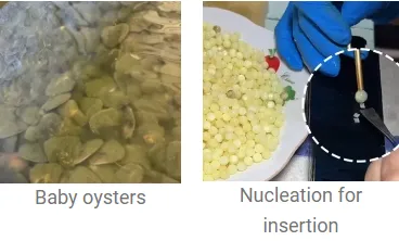 baby oyster and nucleation period