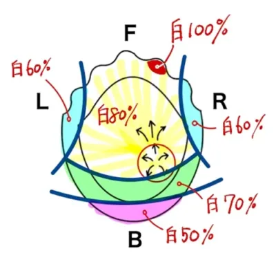 Customized wig design draft
