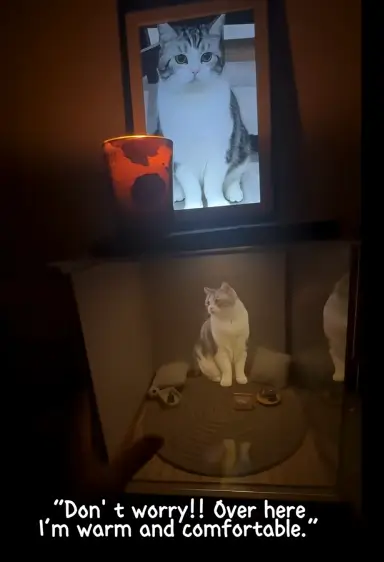 Pet Memorial Box Marketing Video