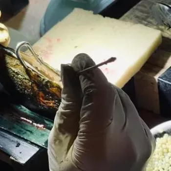 Insertion d'un noyau de perle dans la coquille de l'huître Insertion d'un noyau de perle dans la coquille de l'huître