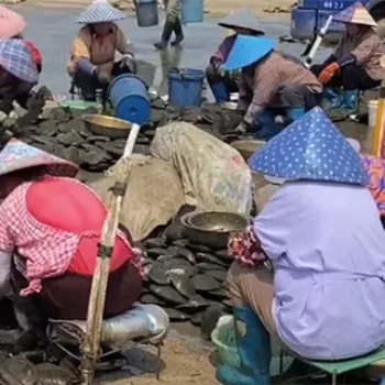 les agriculteurs collectent les perles les agriculteurs collectent les perles